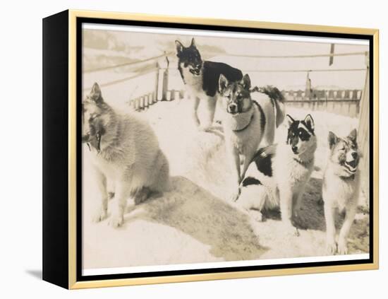 Five Sledge Dogs Wait in Their Pen for Their Next Job-null-Framed Premier Image Canvas