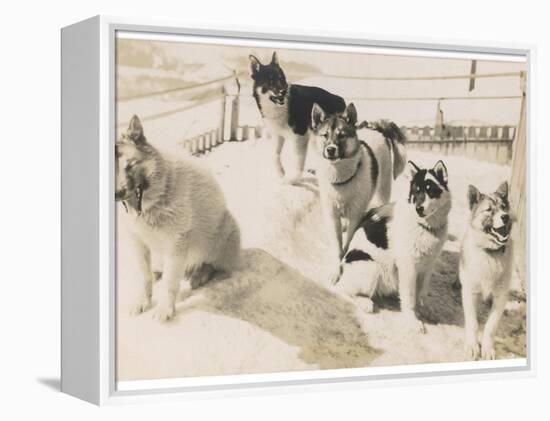 Five Sledge Dogs Wait in Their Pen for Their Next Job-null-Framed Premier Image Canvas