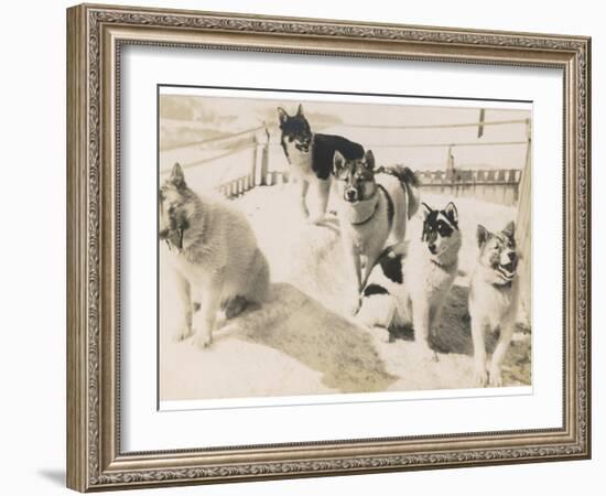 Five Sledge Dogs Wait in Their Pen for Their Next Job-null-Framed Photographic Print