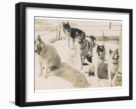 Five Sledge Dogs Wait in Their Pen for Their Next Job-null-Framed Photographic Print