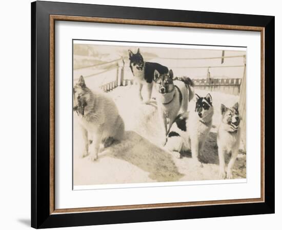 Five Sledge Dogs Wait in Their Pen for Their Next Job-null-Framed Photographic Print