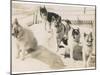 Five Sledge Dogs Wait in Their Pen for Their Next Job-null-Mounted Photographic Print