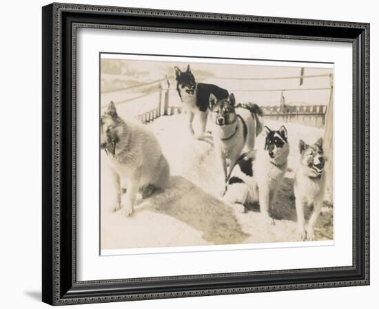Five Sledge Dogs Wait in Their Pen for Their Next Job-null-Framed Photographic Print