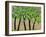 Five Trees in a Grove-Blenda Tyvoll-Framed Art Print