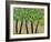 Five Trees in a Grove-Blenda Tyvoll-Framed Art Print