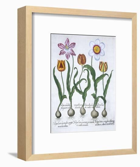 Five tulips, 1613-Unknown-Framed Giclee Print