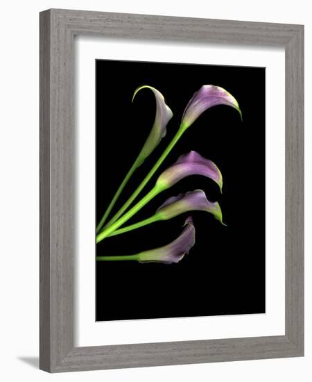 Five Vibrant Calla Lilies Isolated Against a Black Background-Christian Slanec-Framed Photographic Print