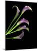 Five Vibrant Calla Lilies Isolated Against a Black Background-Christian Slanec-Mounted Photographic Print