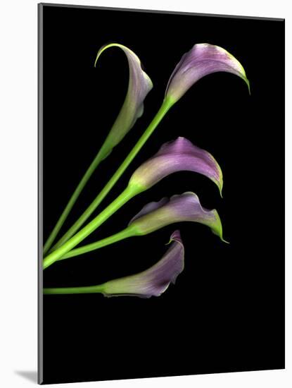 Five Vibrant Calla Lilies Isolated Against a Black Background-Christian Slanec-Mounted Photographic Print