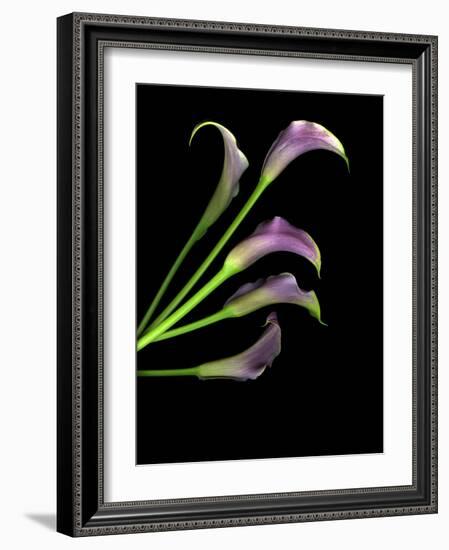 Five Vibrant Calla Lilies Isolated Against a Black Background-Christian Slanec-Framed Photographic Print