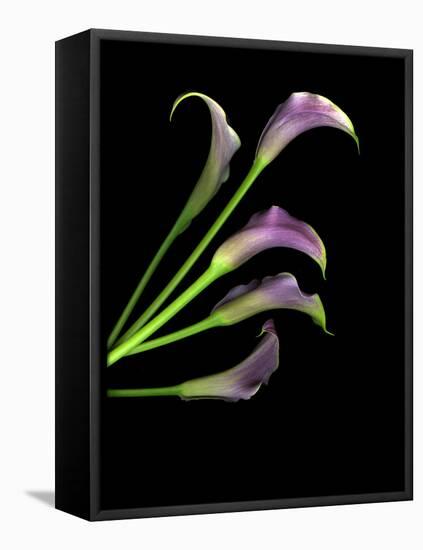 Five Vibrant Calla Lilies Isolated Against a Black Background-Christian Slanec-Framed Premier Image Canvas