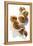 Five Walnuts, Opened and Unopened, on White Background-Kröger and Gross-Framed Premier Image Canvas