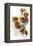 Five Walnuts, Opened and Unopened, on White Background-Kröger and Gross-Framed Premier Image Canvas