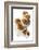 Five Walnuts, Opened and Unopened, on White Background-Kröger and Gross-Framed Photographic Print