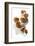 Five Walnuts, Opened and Unopened, on White Background-Kröger and Gross-Framed Photographic Print