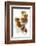 Five Walnuts, Opened and Unopened, on White Background-Kröger and Gross-Framed Photographic Print