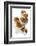 Five Walnuts, Opened and Unopened, on White Background-Kröger and Gross-Framed Photographic Print