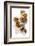 Five Walnuts, Opened and Unopened, on White Background-Kröger and Gross-Framed Photographic Print