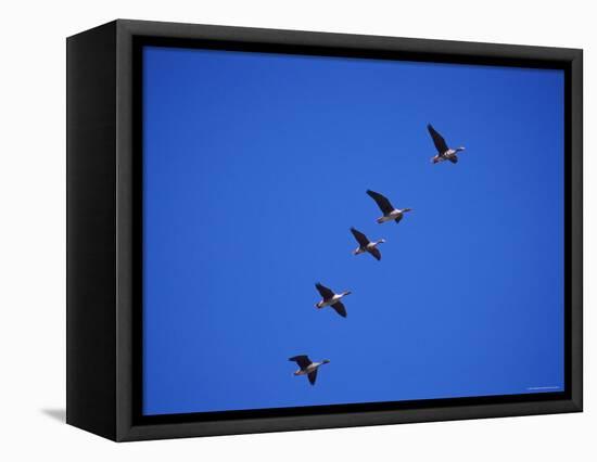 Five White Fronted Geese in Formation Flight, Estonia-Niall Benvie-Framed Premier Image Canvas