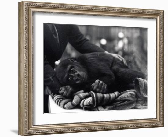 Five Year Old Gorilla Lying Down, Being Comforted by a Keeper-Frederick William Bond-Framed Photographic Print