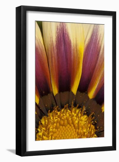 Five-SD Smart-Framed Photographic Print