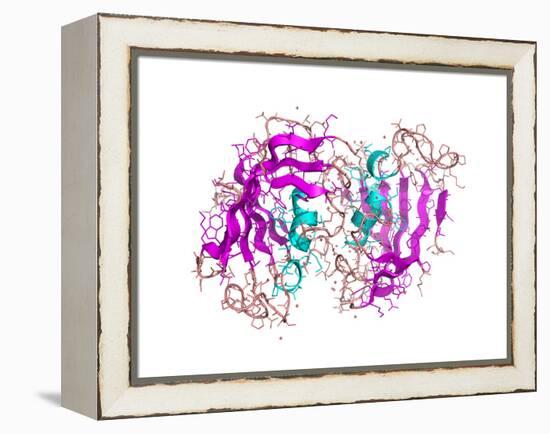 FK506-binding Protein Molecule-Laguna Design-Framed Premier Image Canvas