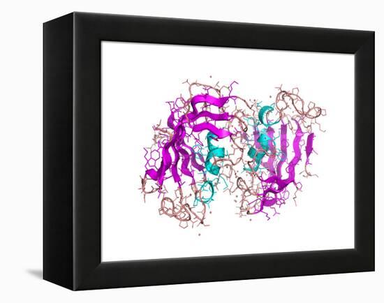 FK506-binding Protein Molecule-Laguna Design-Framed Premier Image Canvas