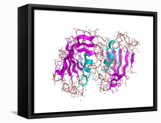 FK506-binding Protein Molecule-Laguna Design-Framed Premier Image Canvas