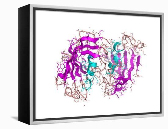 FK506-binding Protein Molecule-Laguna Design-Framed Premier Image Canvas