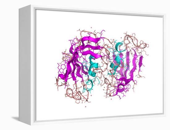 FK506-binding Protein Molecule-Laguna Design-Framed Premier Image Canvas