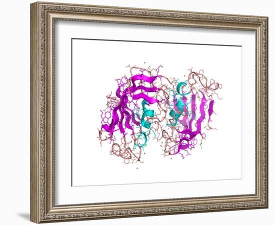 FK506-binding Protein Molecule-Laguna Design-Framed Photographic Print