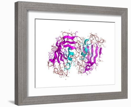 FK506-binding Protein Molecule-Laguna Design-Framed Photographic Print