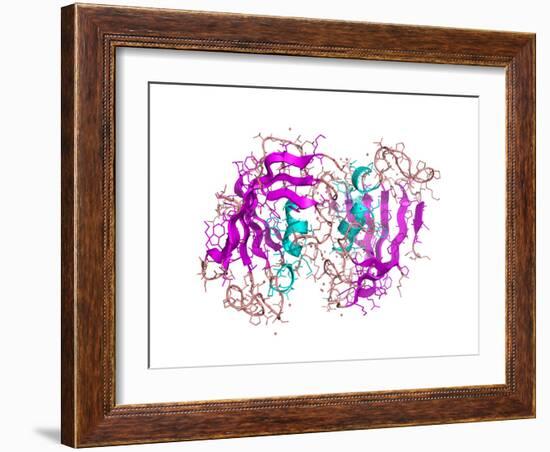 FK506-binding Protein Molecule-Laguna Design-Framed Photographic Print