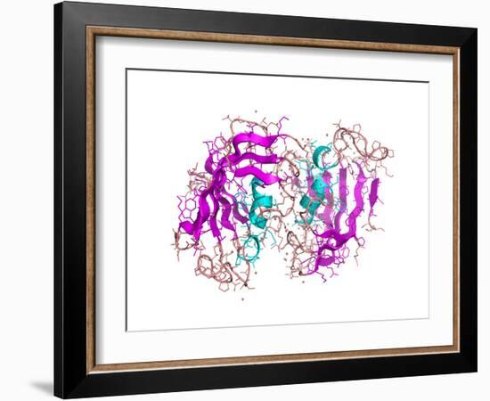 FK506-binding Protein Molecule-Laguna Design-Framed Photographic Print