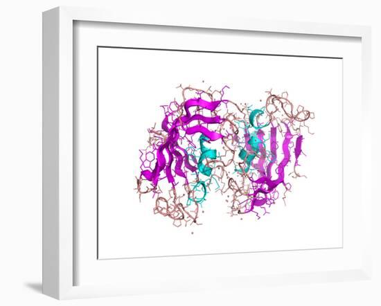 FK506-binding Protein Molecule-Laguna Design-Framed Photographic Print