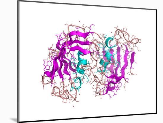 FK506-binding Protein Molecule-Laguna Design-Mounted Photographic Print