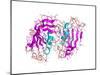 FK506-binding Protein Molecule-Laguna Design-Mounted Photographic Print