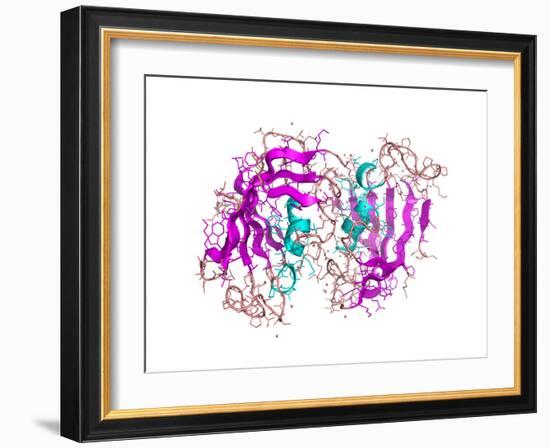 FK506-binding Protein Molecule-Laguna Design-Framed Photographic Print