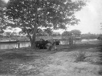 Cattle, Alipore, India, 1905-1906-FL Peters-Giclee Print