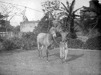 Cattle, Alipore, India, 1905-1906-FL Peters-Giclee Print