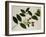 Flacourtia Rukam-null-Framed Giclee Print