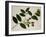 Flacourtia Rukam-null-Framed Giclee Print