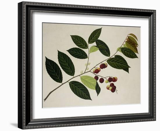 Flacourtia Rukam-null-Framed Giclee Print