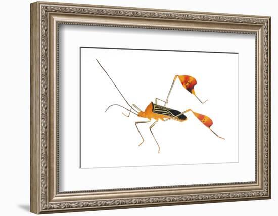 Flag-Footed Bug (Anisocelis Flavolineata) Gamboa, Panama Meetyourneighbours. Net Project-Jp Lawrence-Framed Photographic Print