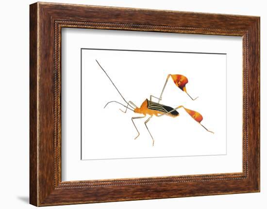 Flag-Footed Bug (Anisocelis Flavolineata) Gamboa, Panama Meetyourneighbours. Net Project-Jp Lawrence-Framed Photographic Print