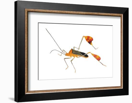 Flag-Footed Bug (Anisocelis Flavolineata) Gamboa, Panama Meetyourneighbours. Net Project-Jp Lawrence-Framed Photographic Print