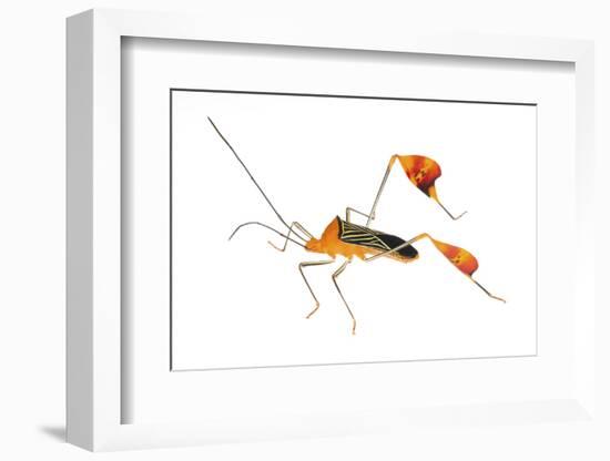 Flag-Footed Bug (Anisocelis Flavolineata) Gamboa, Panama Meetyourneighbours. Net Project-Jp Lawrence-Framed Photographic Print