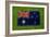 Flag of Australia on Grass-raphtong-Framed Art Print