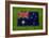 Flag of Australia on Grass-raphtong-Framed Art Print