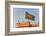 Flag of Bangladesh before Ahsan Manzil Palace in Dhaka, Bangladesh, Asia-Michael Runkel-Framed Photographic Print